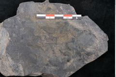 Foto (Detailansicht) von Flabellaria sublongirhachis Ettingshausen (NHMW-GEO-2024-0188-10232)